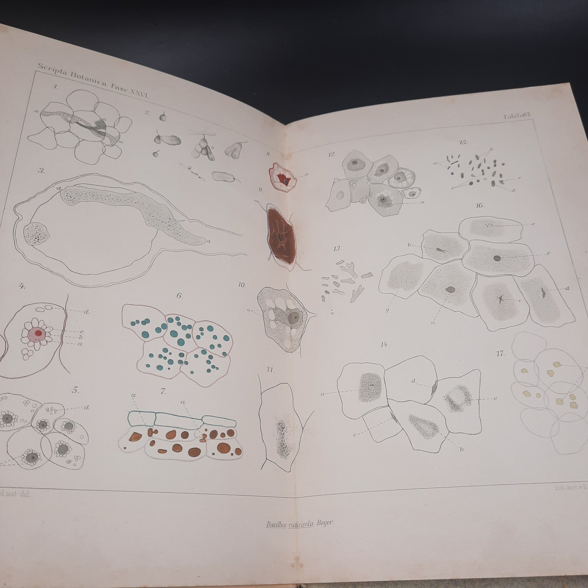 Бекетов А.Н., Гоби Хр. "Ботанические записки, издаваемые при Ботаническом саде Императорского Санкт-Петербургского университета", выпуск 26, бумага, печать, Российская империя, 1908-1909 гг.
