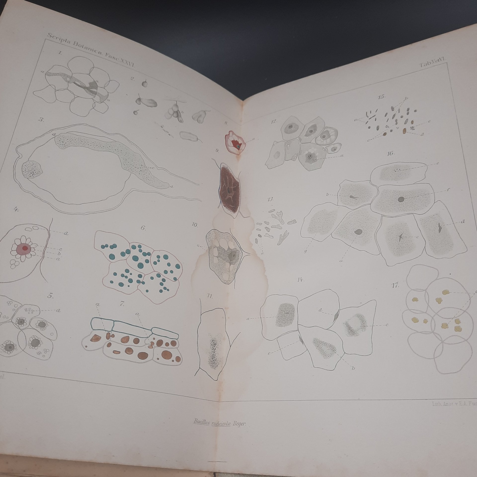 Бекетов А.Н., Гоби Хр. "Ботанические записки, издаваемые при Ботаническом саде Императорского Санкт-Петербургского университета", выпуск 26, бумага, печать, Российская империя, 1908-1909 гг.