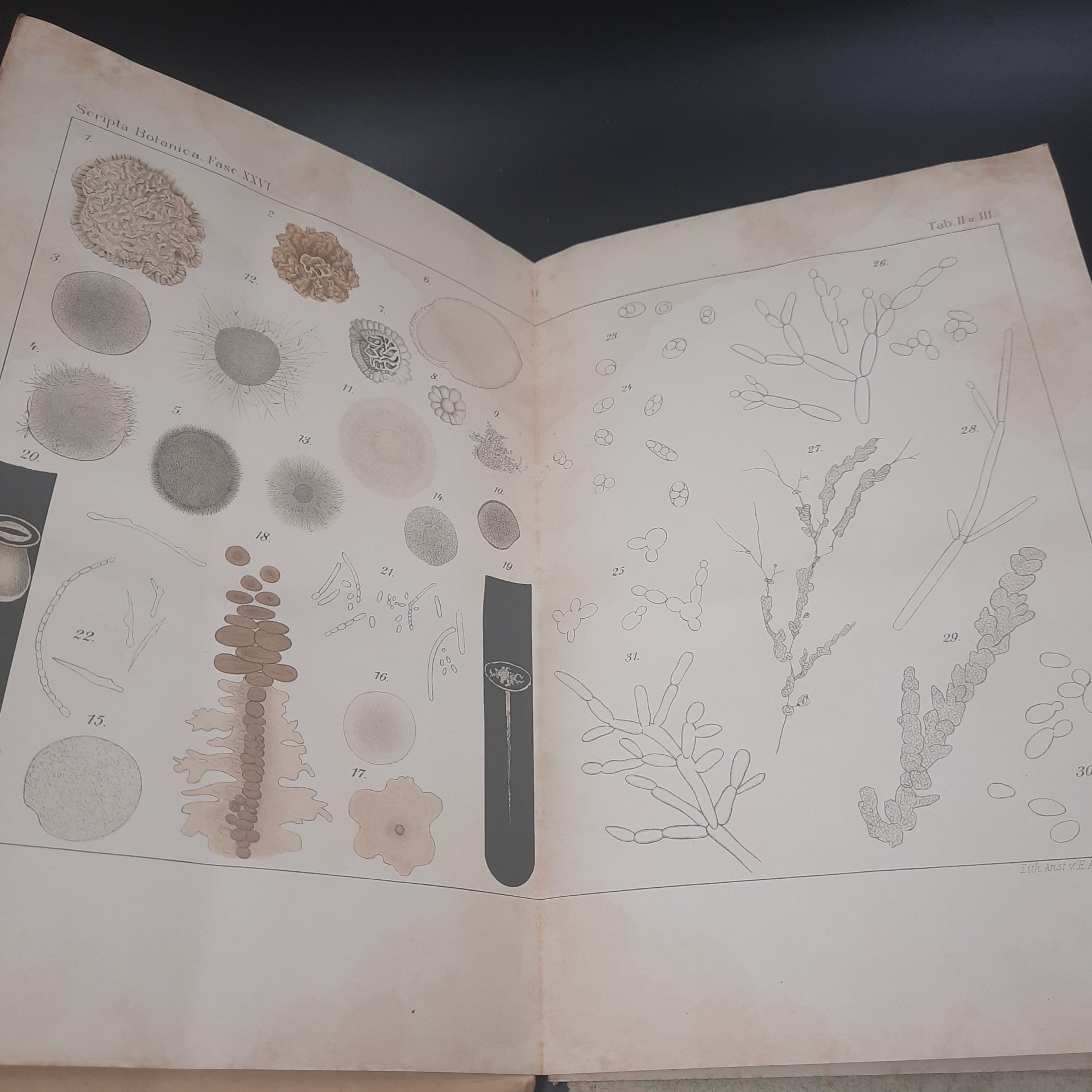 Бекетов А.Н., Гоби Хр. "Ботанические записки, издаваемые при Ботаническом саде Императорского Санкт-Петербургского университета", выпуск 26, бумага, печать, Российская империя, 1908-1909 гг.