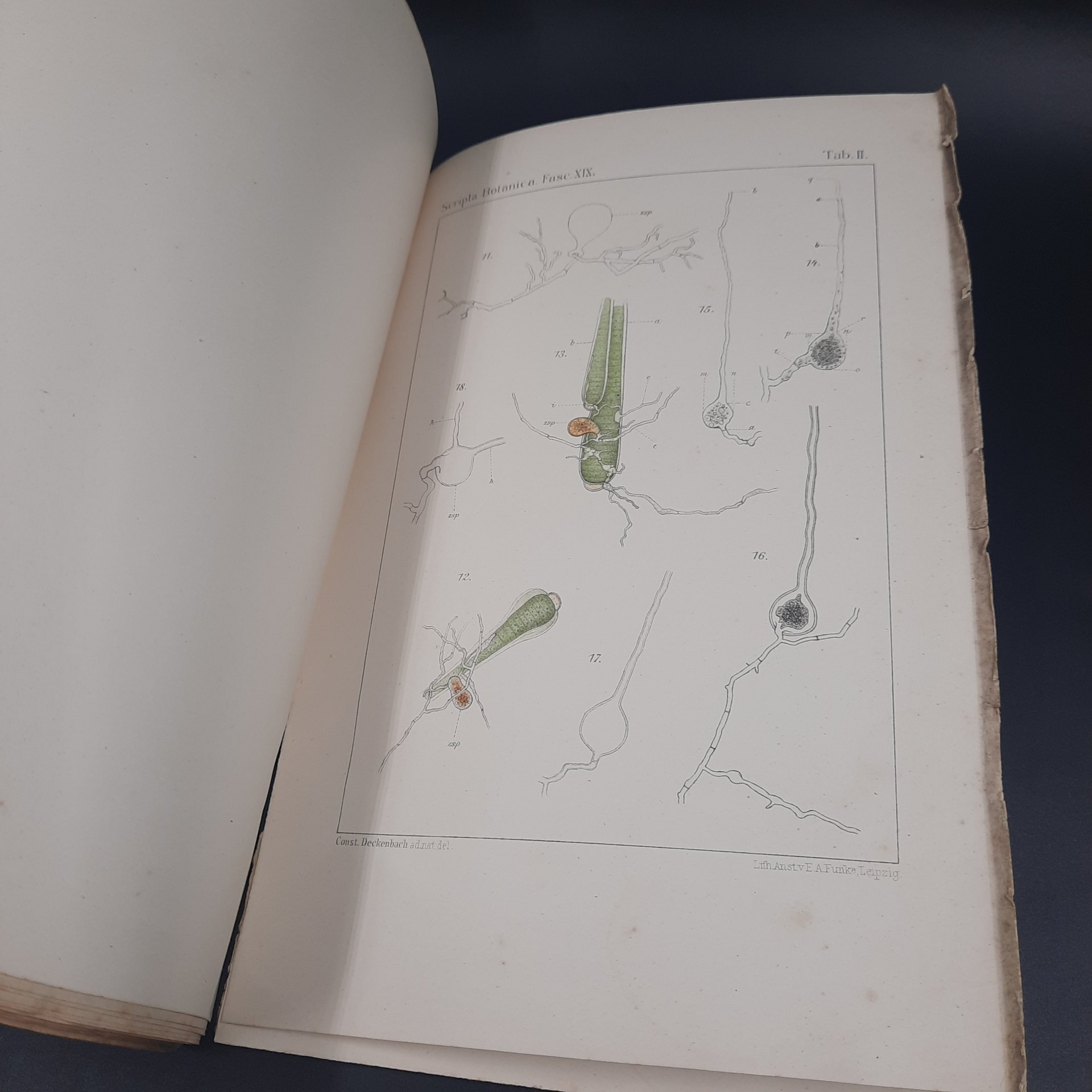 Бекетов А.Н., Гоби Хр. "Ботанические записки, издаваемые при Ботаническом саде Императорского Санкт-Петербургского университета", выпуск 19, бумага, печать, Российская империя, 1902-1903 гг.