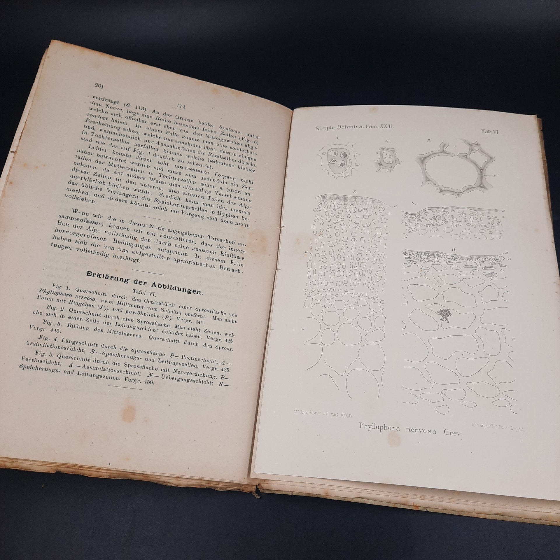 Бекетов А.Н., Гоби Хр. "Ботанические записки, издаваемые при Ботаническом саде Императорского Санкт-Петербургского университета", выпуск 23, бумага, печать, Российская империя, 1905-1906 гг.