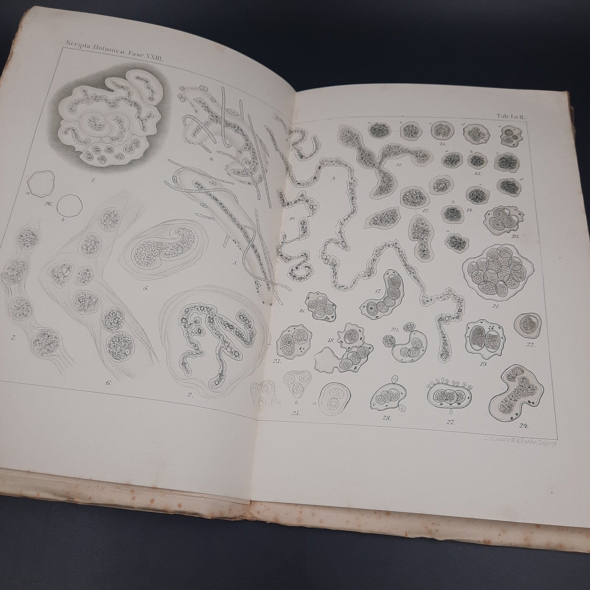 Бекетов А.Н., Гоби Хр. "Ботанические записки, издаваемые при Ботаническом саде Императорского Санкт-Петербургского университета", выпуск 23, бумага, печать, Российская империя, 1905-1906 гг.