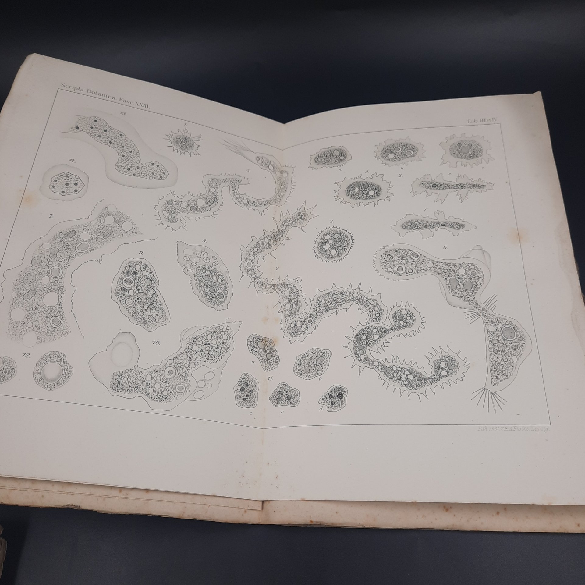 Бекетов А.Н., Гоби Хр. "Ботанические записки, издаваемые при Ботаническом саде Императорского Санкт-Петербургского университета", выпуск 23, бумага, печать, Российская империя, 1905-1906 гг.