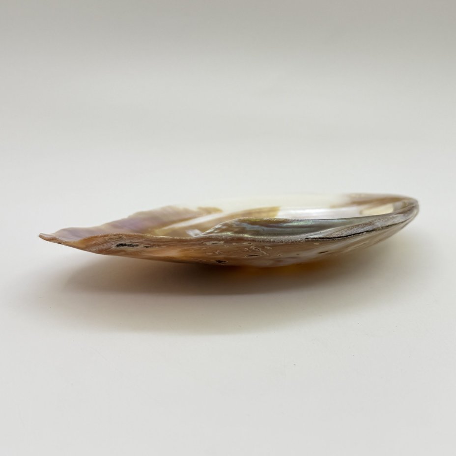 Визитница/мелочница из створки раковины, перламутр