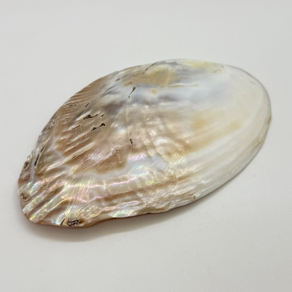 Визитница/мелочница из створки раковины, перламутр