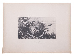 Фототипия "Утки-кряквы", бумага,  П.Павлов, Россия, 1900-1920 гг.