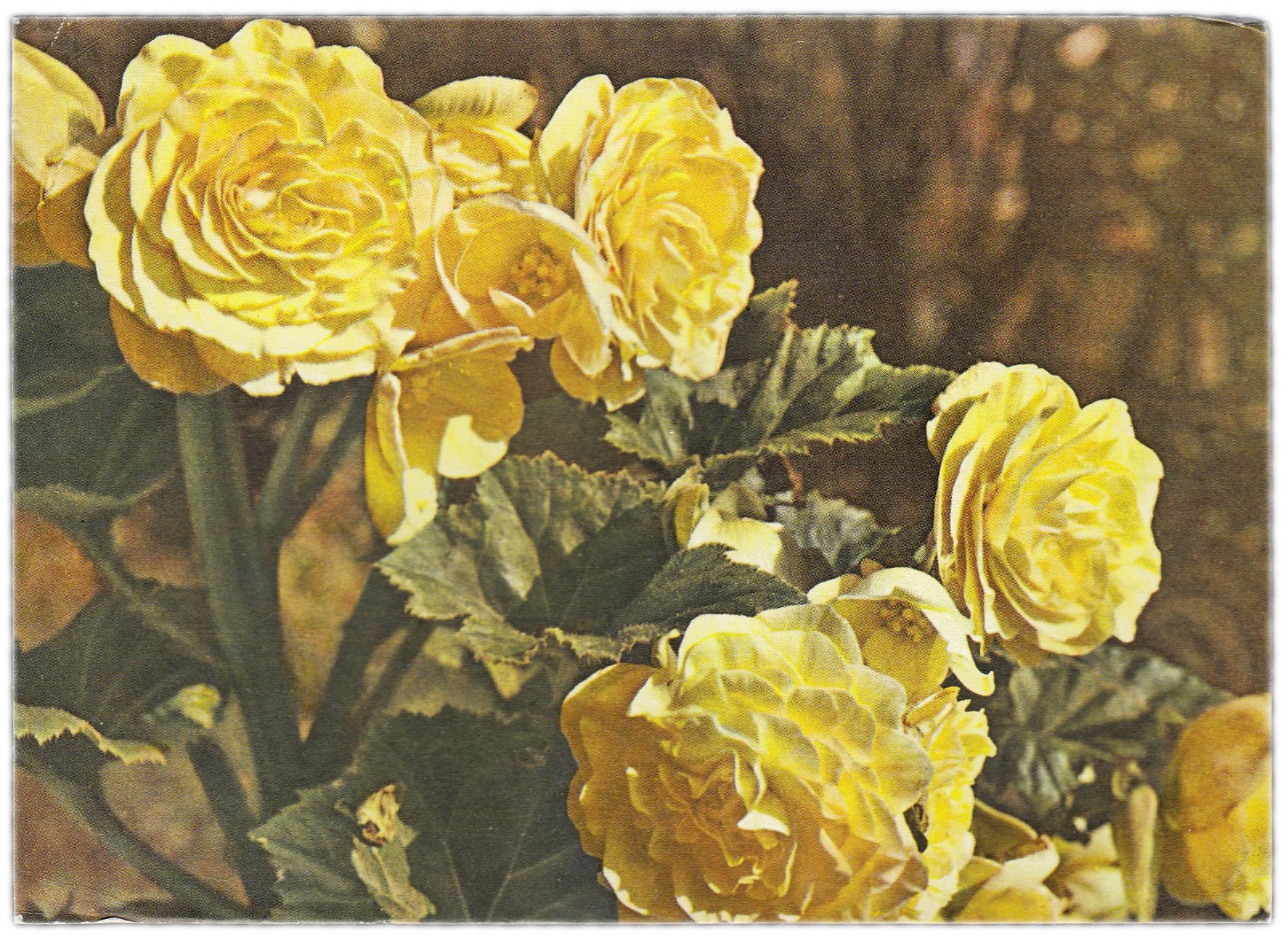 Открытка (открытое письмо) "Бегония клубневая" фот. Френкель 1976