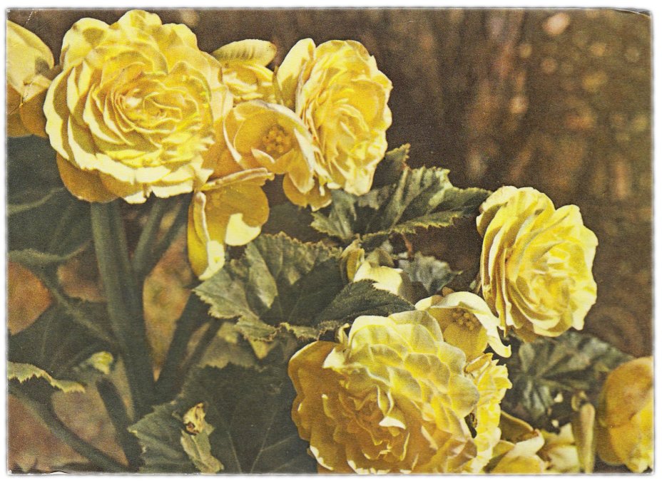 Открытка (открытое письмо) "Бегония клубневая" фот. Френкель 1976