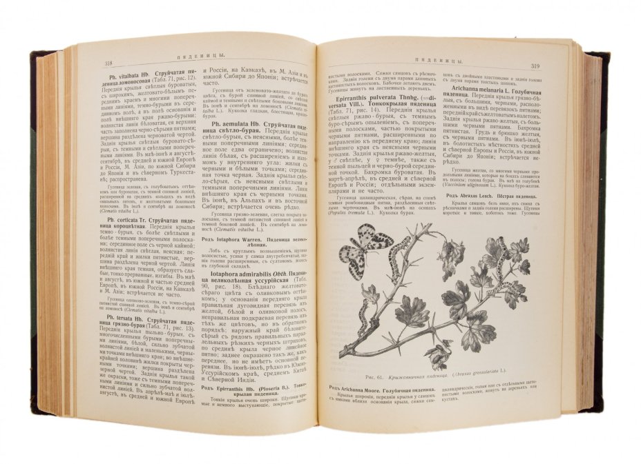 Ламперт К., Холодковский Н., "Атлас бабочек и гусениц", бумага, печать, издание Девриена А.Ф., Российская Империя, 1913 г.