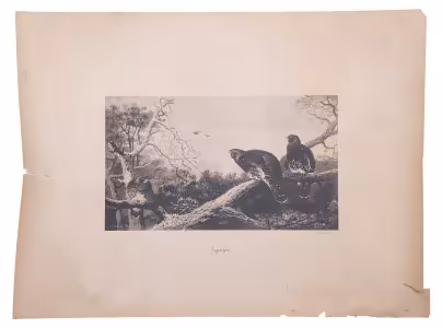 Фототипия "Глухари", бумага,  П.Павлов, Россия, 1900-1920 гг.