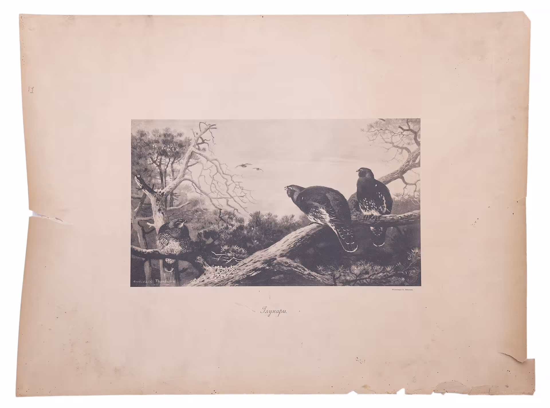 Фототипия "Глухари", бумага,  П.Павлов, Россия, 1900-1920 гг.