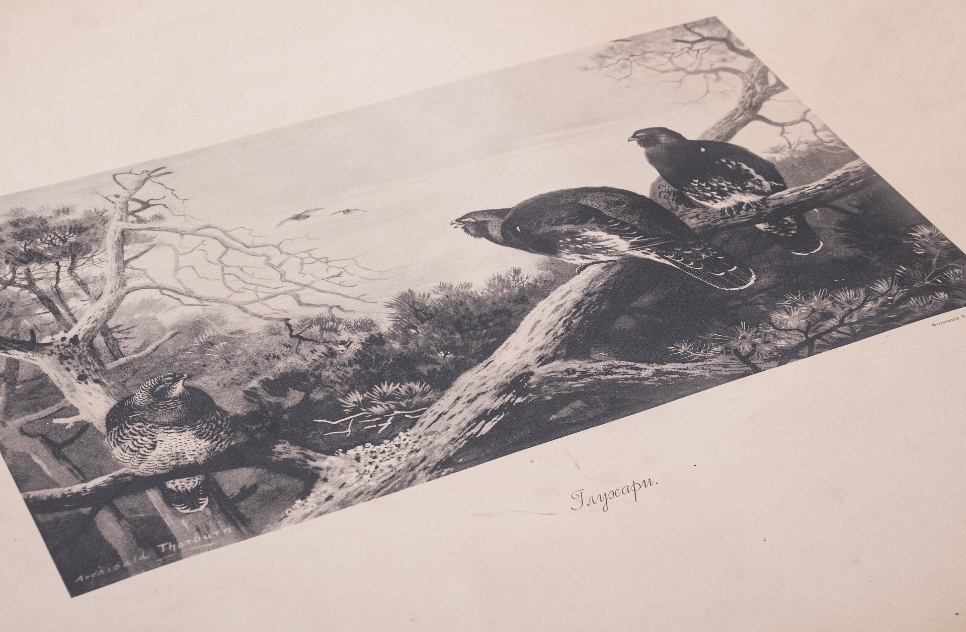 Фототипия "Глухари", бумага,  П.Павлов, Россия, 1900-1920 гг.