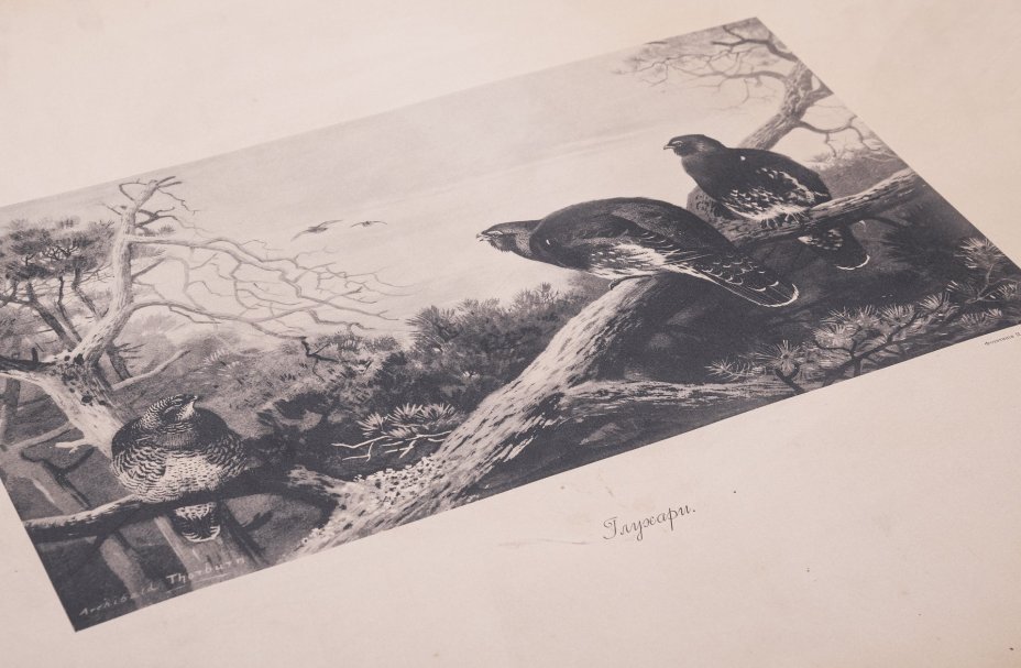 Фототипия "Глухари", бумага,  П.Павлов, Россия, 1900-1920 гг.