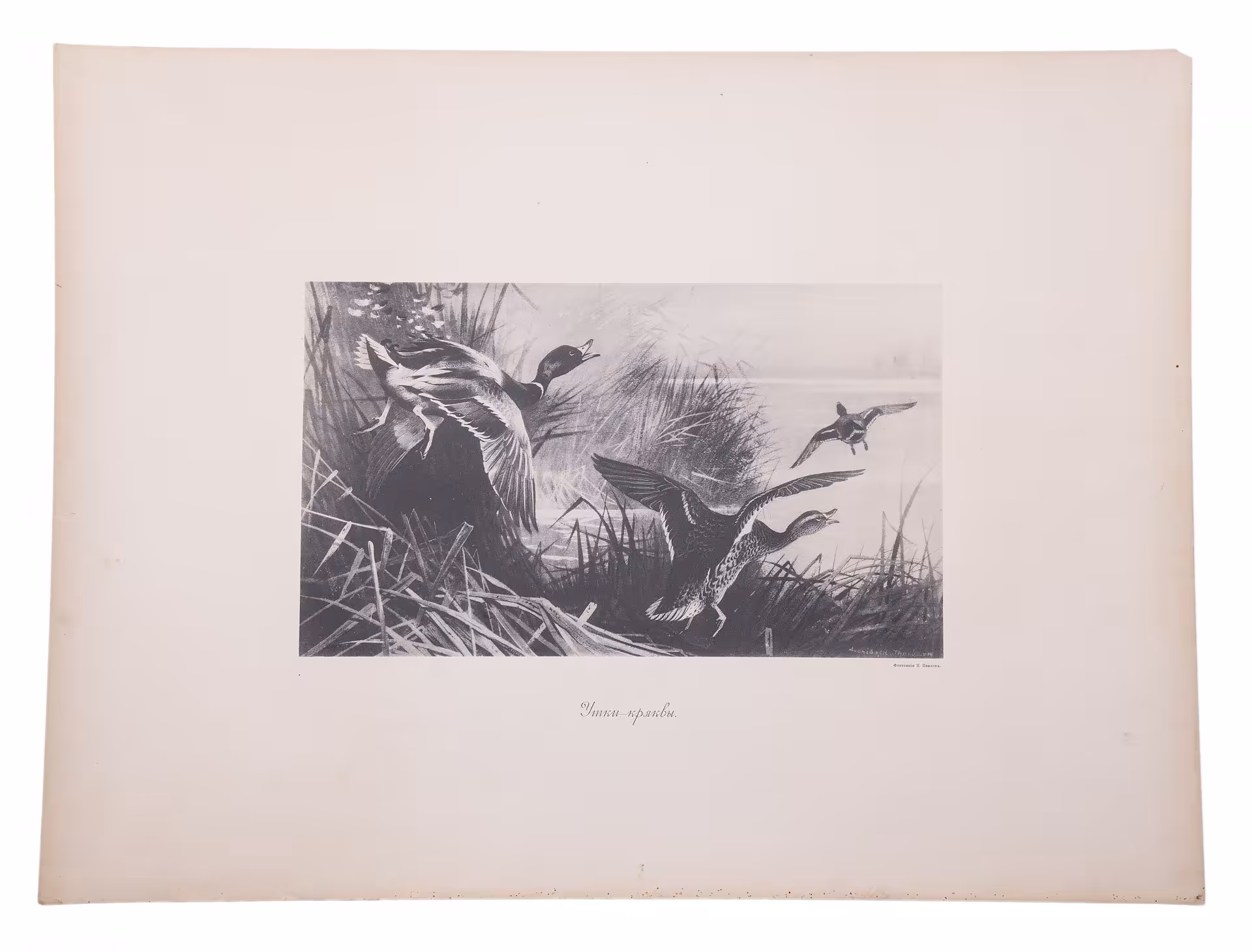 Фототипия "Утки-кряквы", бумага,  П.Павлов, Россия, 1900-1920 гг.