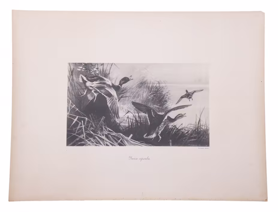Фототипия "Утки-кряквы", бумага,  П.Павлов, Россия, 1900-1920 гг.