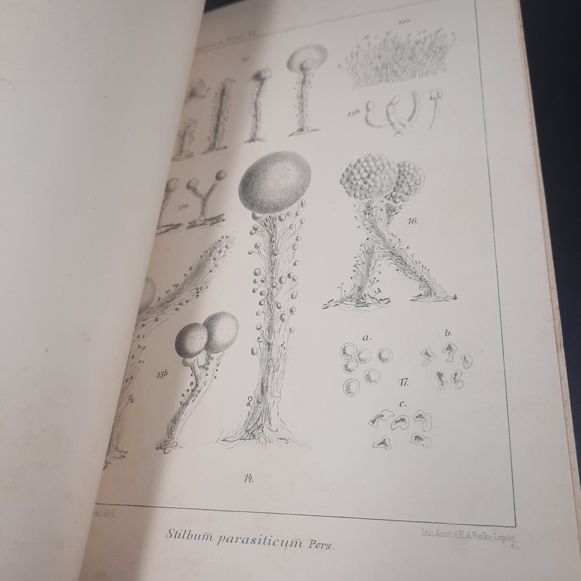 Бекетов А.Н., Гоби Хр. "Ботанические записки, издаваемые при Ботаническом саде Императорского Санкт-Петербургского университета", выпуск 15
