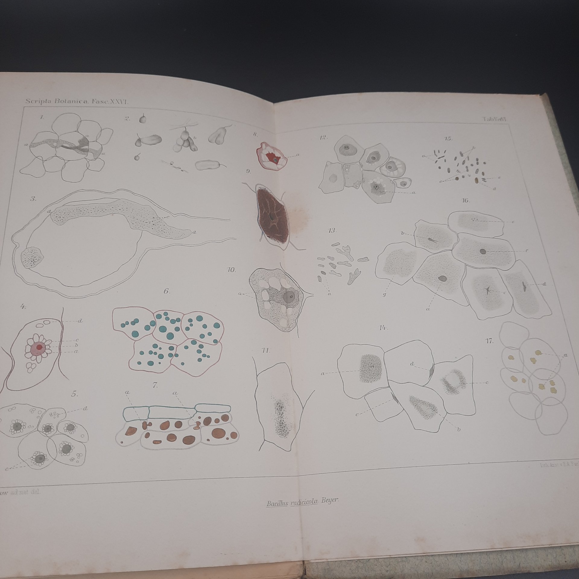 Бекетов А.Н., Гоби Хр. "Ботанические записки, издаваемые при Ботаническом саде Императорского Санкт-Петербургского университета", выпуск 26, бумага, печать, Российская империя, 1908-1909 гг.