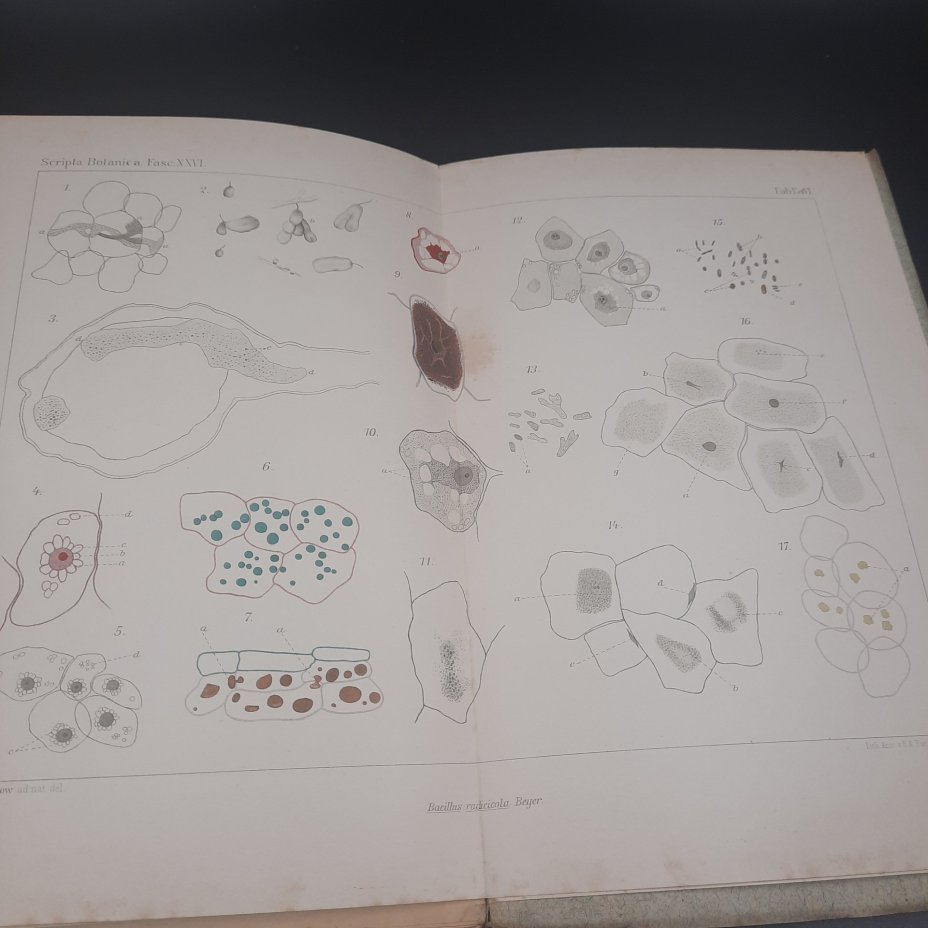 Бекетов А.Н., Гоби Хр. "Ботанические записки, издаваемые при Ботаническом саде Императорского Санкт-Петербургского университета", выпуск 26