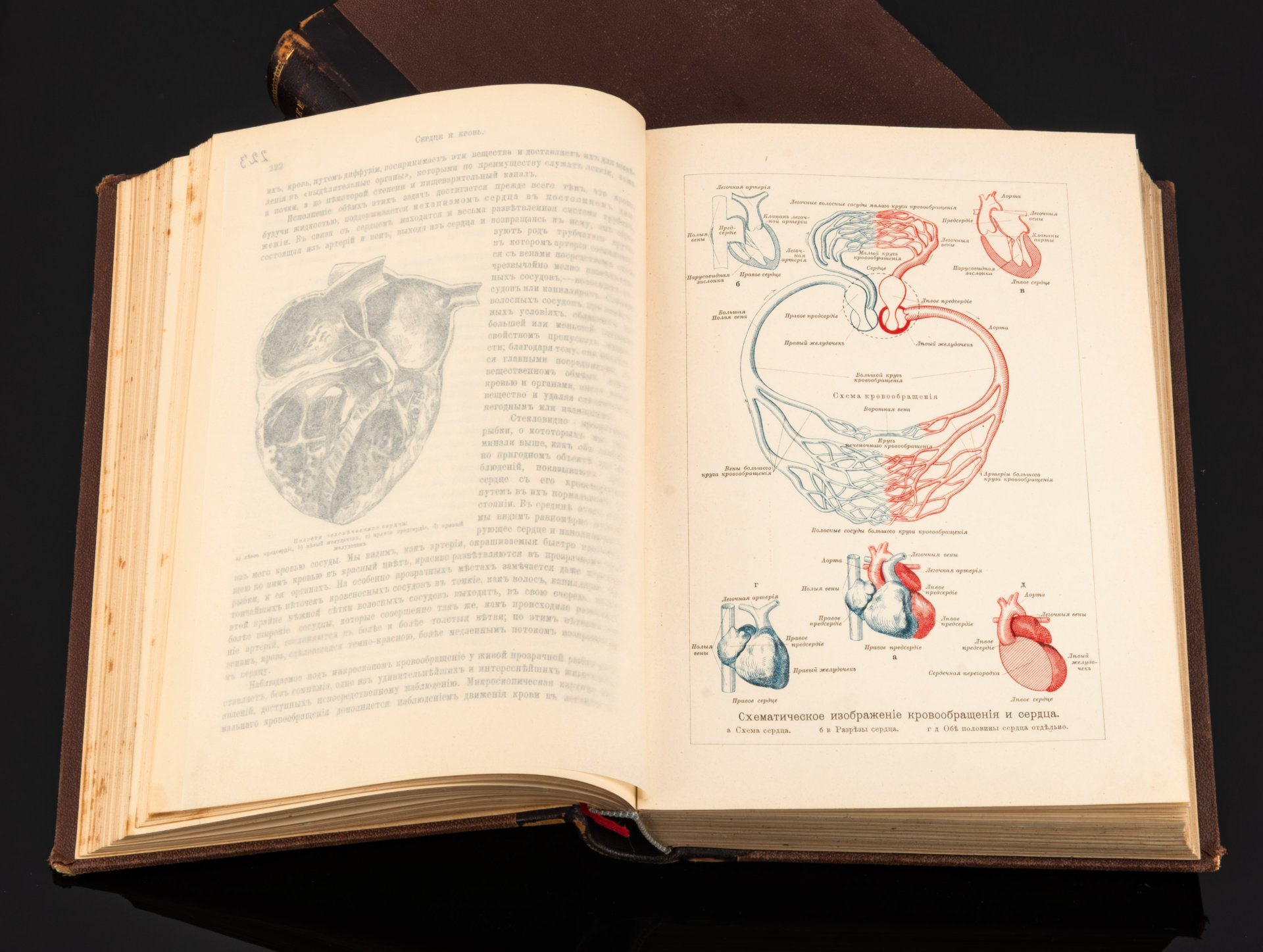 Ранке И. "Человек" в 2 томах, бумага, печать, в полукожаных издательских переплетах, Издательство «Просвещение», Российская империя, 1900 г.