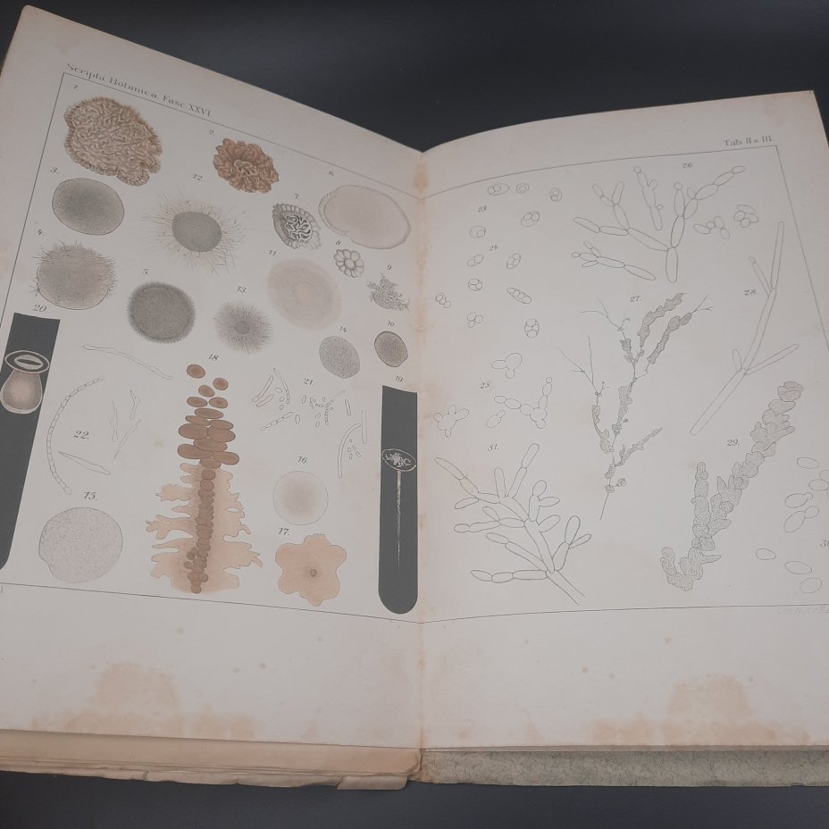 Бекетов А.Н., Гоби Хр. "Ботанические записки, издаваемые при Ботаническом саде Императорского Санкт-Петербургского университета", выпуск 26