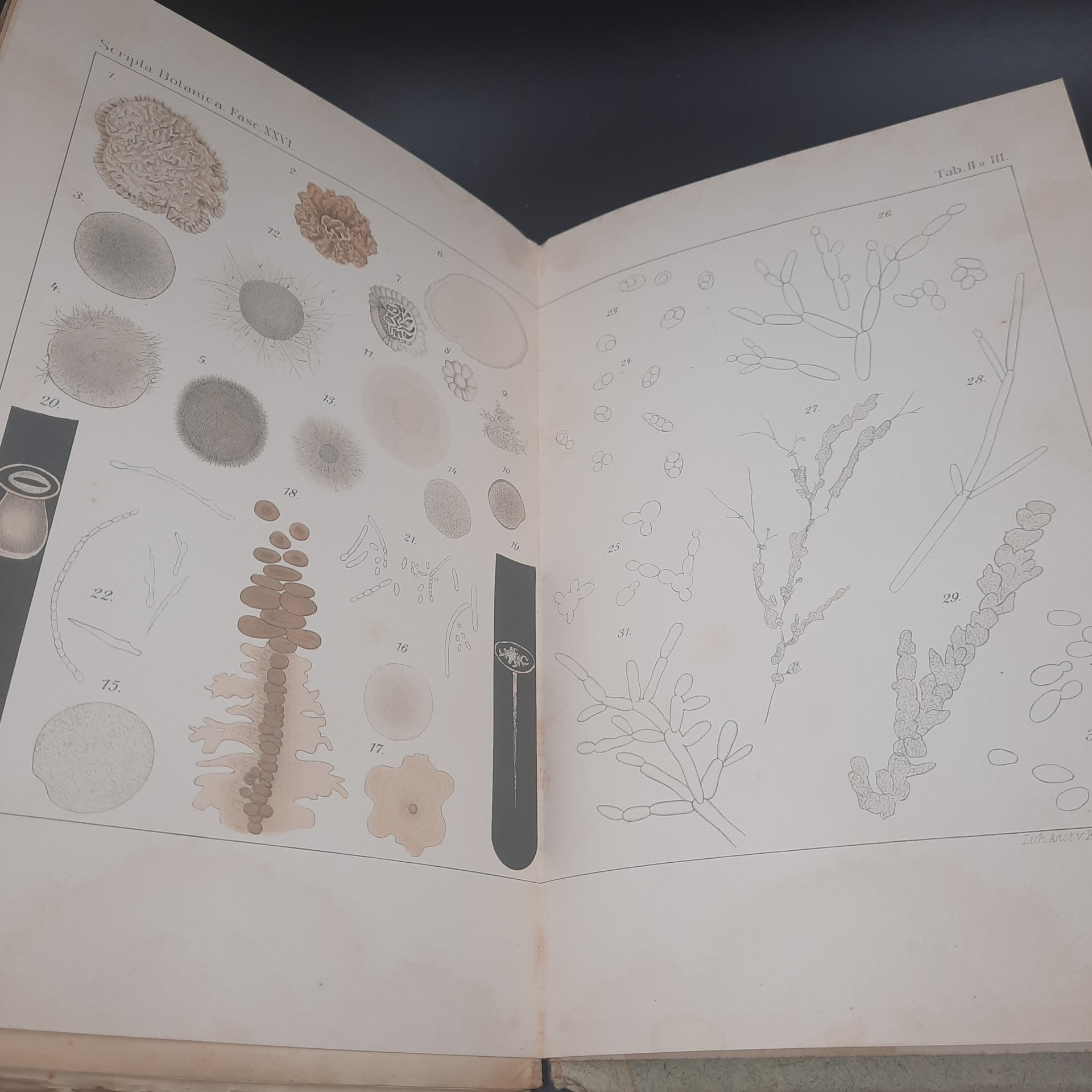 Бекетов А.Н., Гоби Хр. "Ботанические записки, издаваемые при Ботаническом саде Императорского Санкт-Петербургского университета", выпуск 26, бумага, печать, Российская империя, 1908-1909 гг.