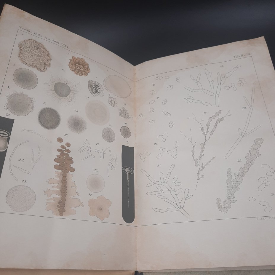 Бекетов А.Н., Гоби Хр. "Ботанические записки, издаваемые при Ботаническом саде Императорского Санкт-Петербургского университета", выпуск 26