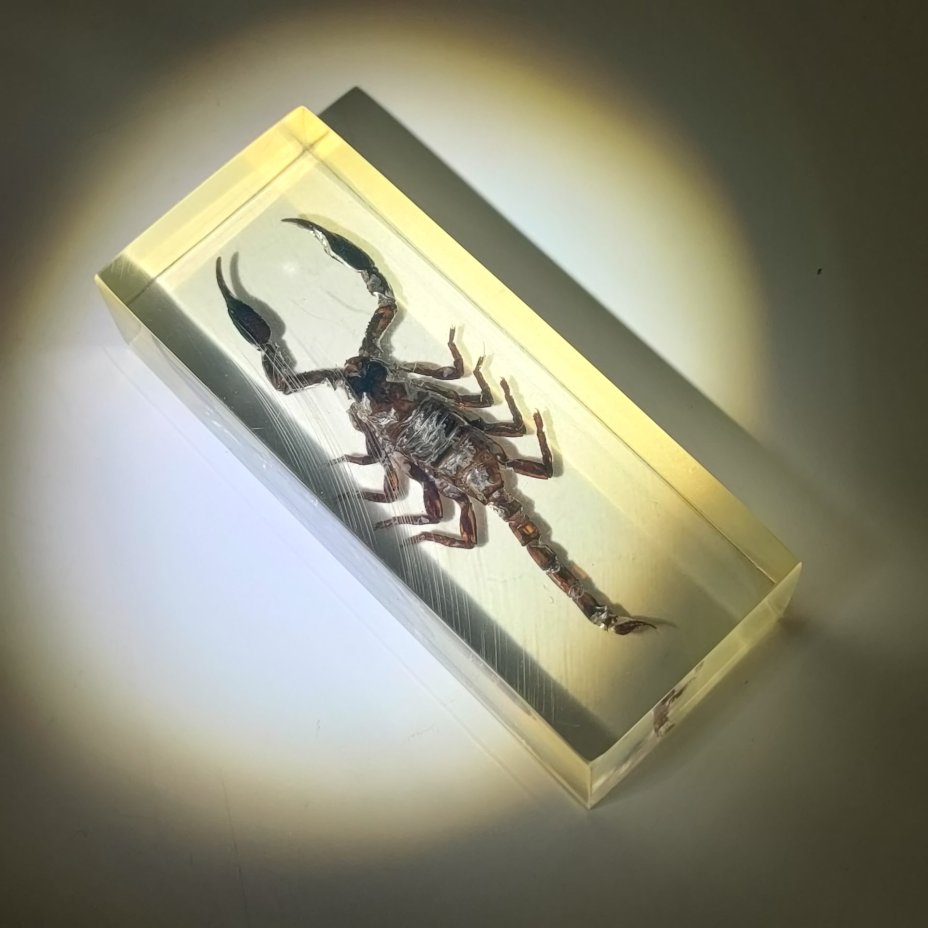 Экземпляр коллекционный "Скорпион", эпоксидная смола, Азия, 2010-2020 гг.