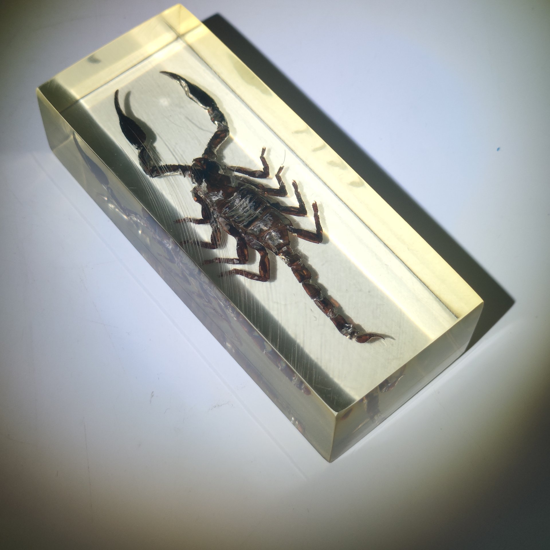 Экземпляр коллекционный "Скорпион", эпоксидная смола, Азия, 2010-2020 гг.