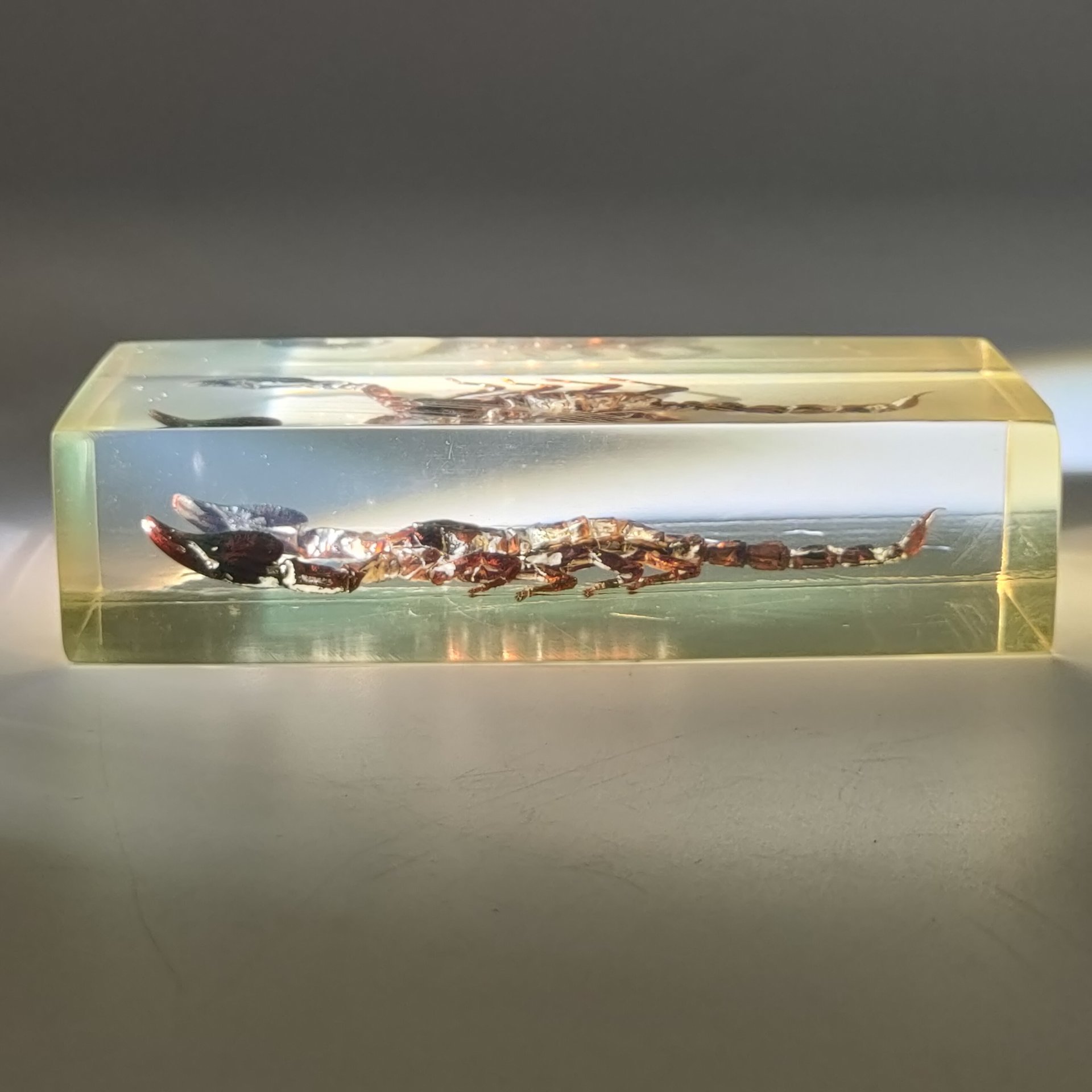 Экземпляр коллекционный "Скорпион", эпоксидная смола, Азия, 2010-2020 гг.