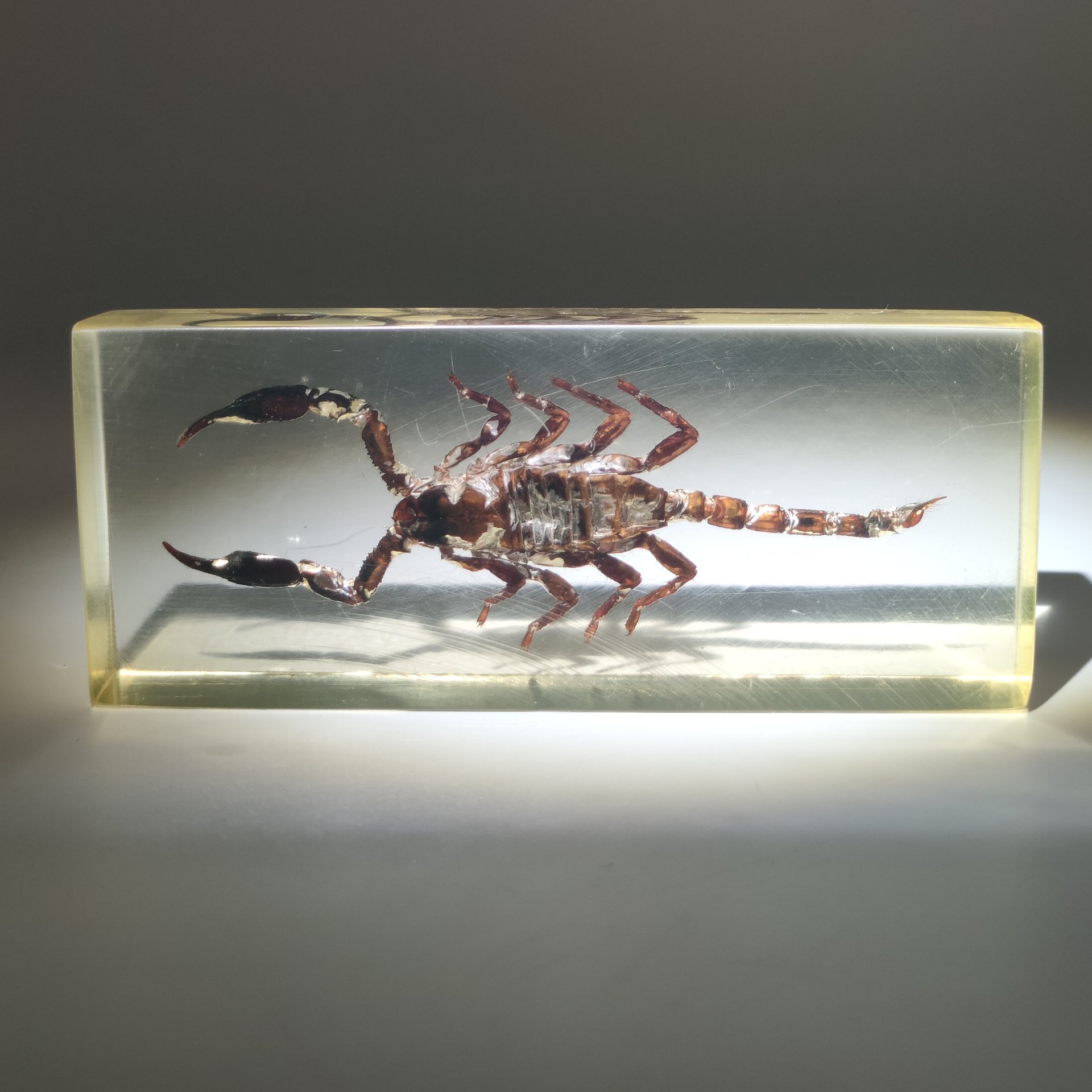 Экземпляр коллекционный "Скорпион", эпоксидная смола, Азия, 2010-2020 гг.