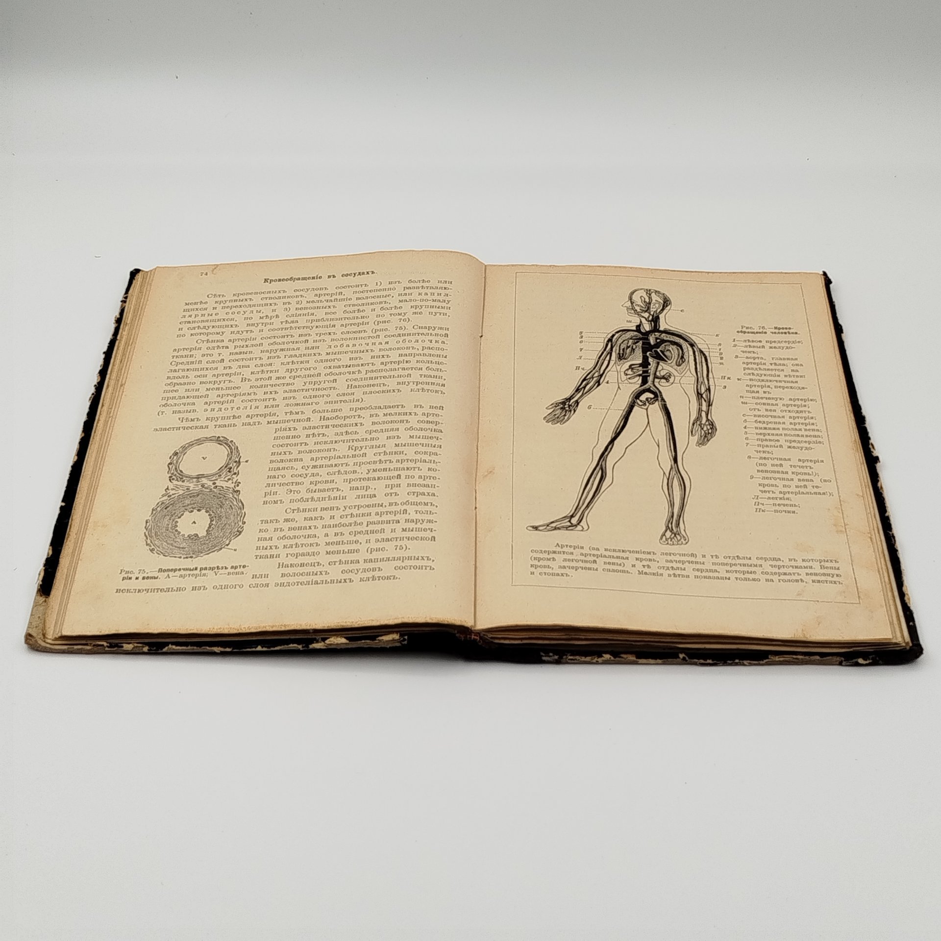 Завьялов В.В. «Учебник анатомии и физиологии человека для средних учебных заведений», издание Пироговского товарищества