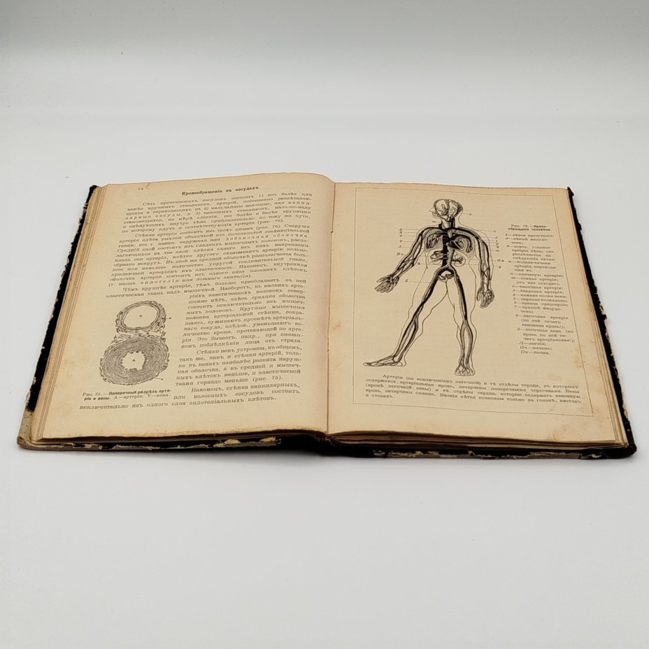 Завьялов В.В. «Учебник анатомии и физиологии человека для средних учебных заведений», издание Пироговского товарищества