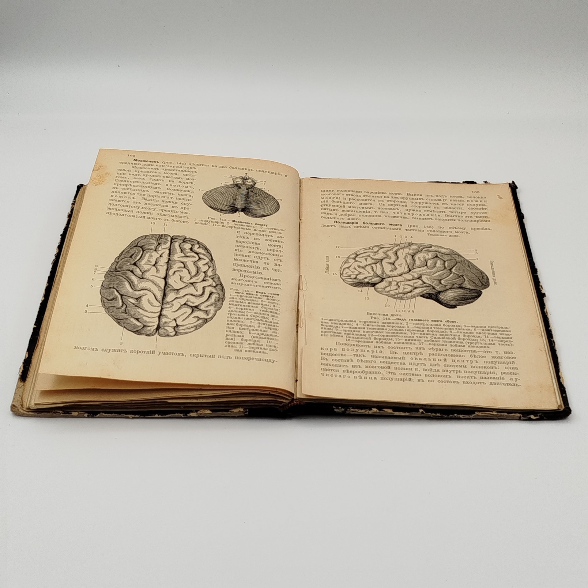 Завьялов В.В. «Учебник анатомии и физиологии человека для средних учебных заведений», издание Пироговского товарищества