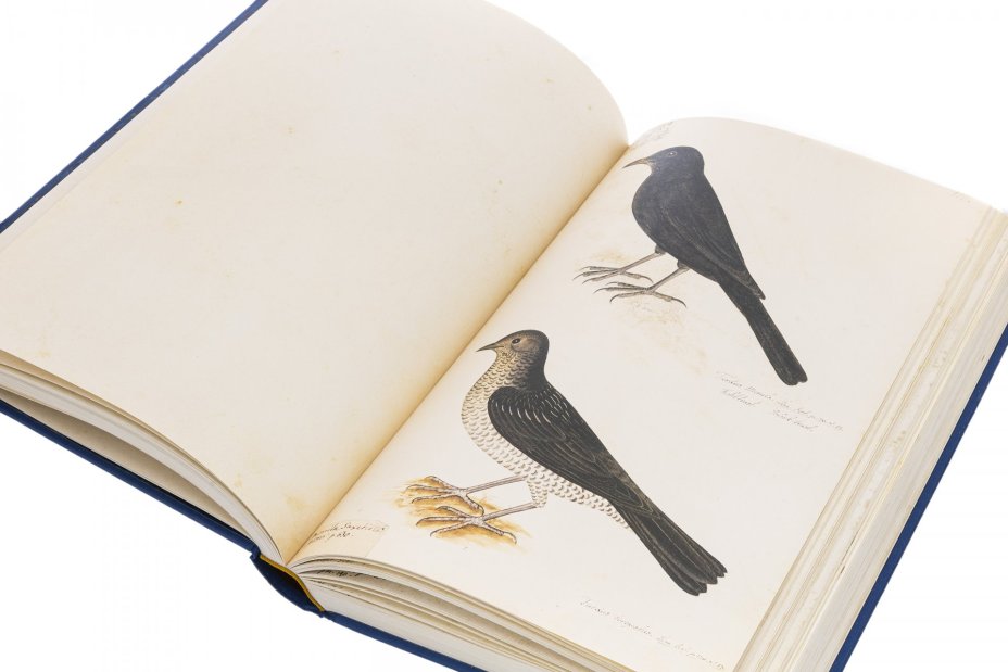 Книга "RUDBECK'S BOOK OF BIRDS", подарочное издание в футляре, тираж 500 экз., издательство "Björck & Börjesson", Швеция, 1986 г., Björck & Börjesson