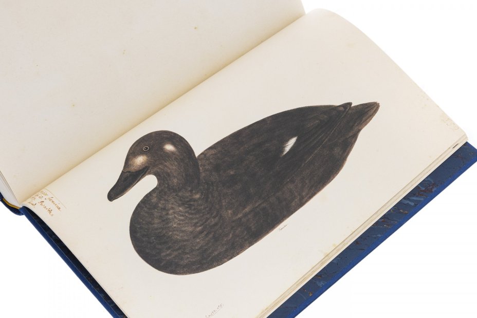 Книга "RUDBECK'S BOOK OF BIRDS", подарочное издание в футляре, тираж 500 экз., издательство "Björck & Börjesson", Швеция, 1986 г., Björck & Börjesson