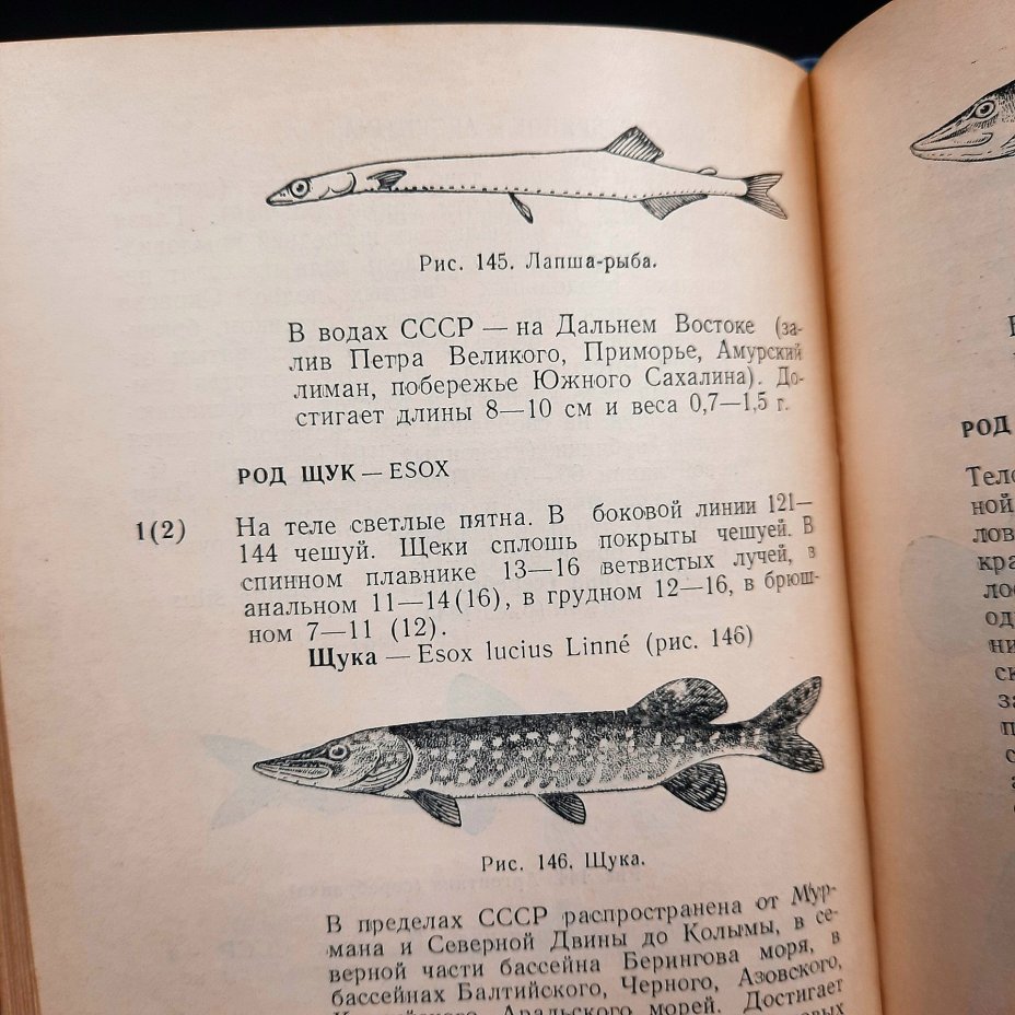 Борисов П.Г. Овсянников Н.С. "Определитель промысловых рыб СССР", бумага, печать, коленкор, тиснение, Издательство «Пищевая промышленность» (Пищепромиздат), СССР, 1954 г.