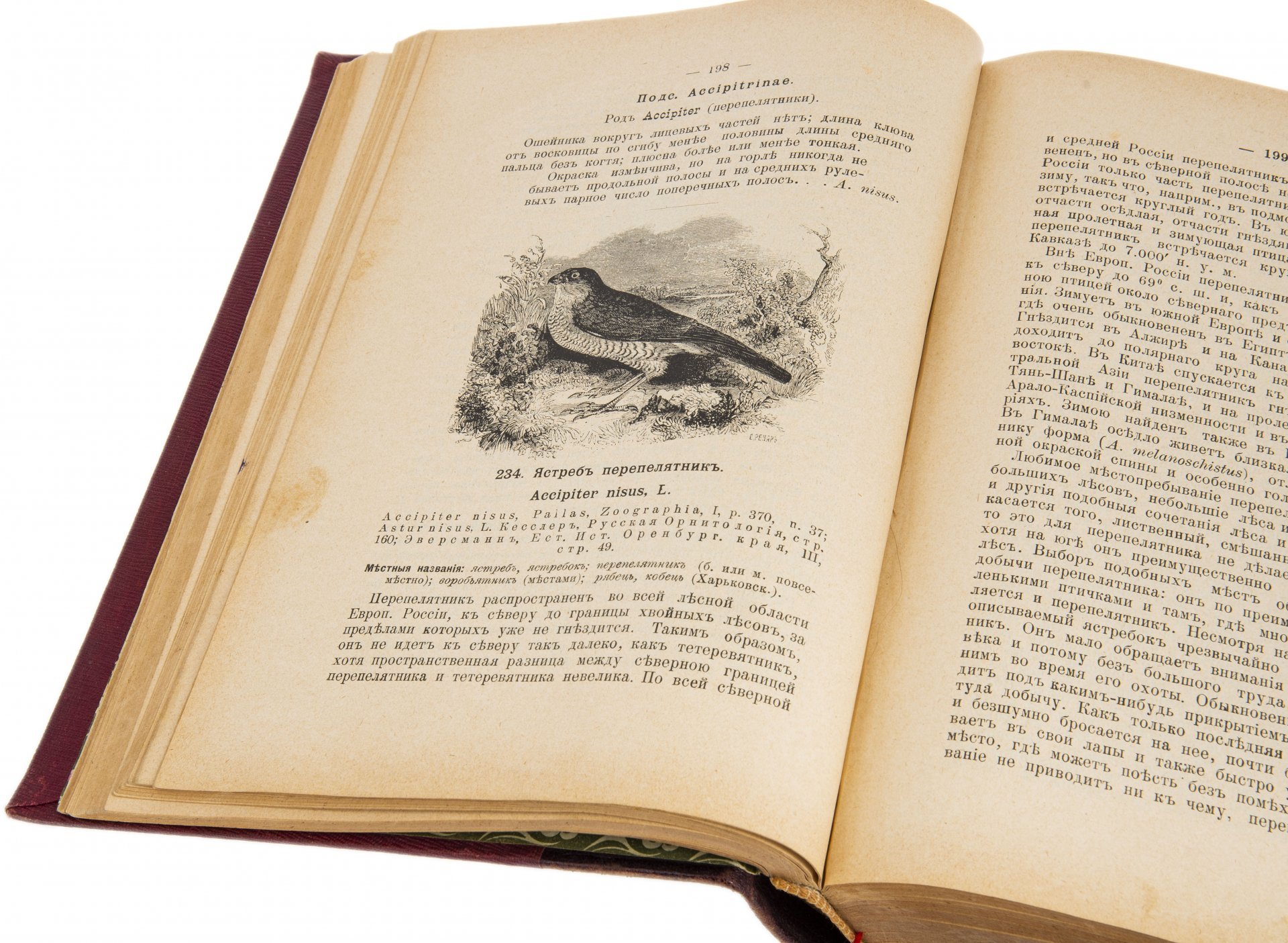 Мензбир М.А., "Птицы России" в двух томах, бумага, печать, типо-литография т-ва И.Н. Кушнерев и Ко, Российская империя, 1895 г. — фото 9