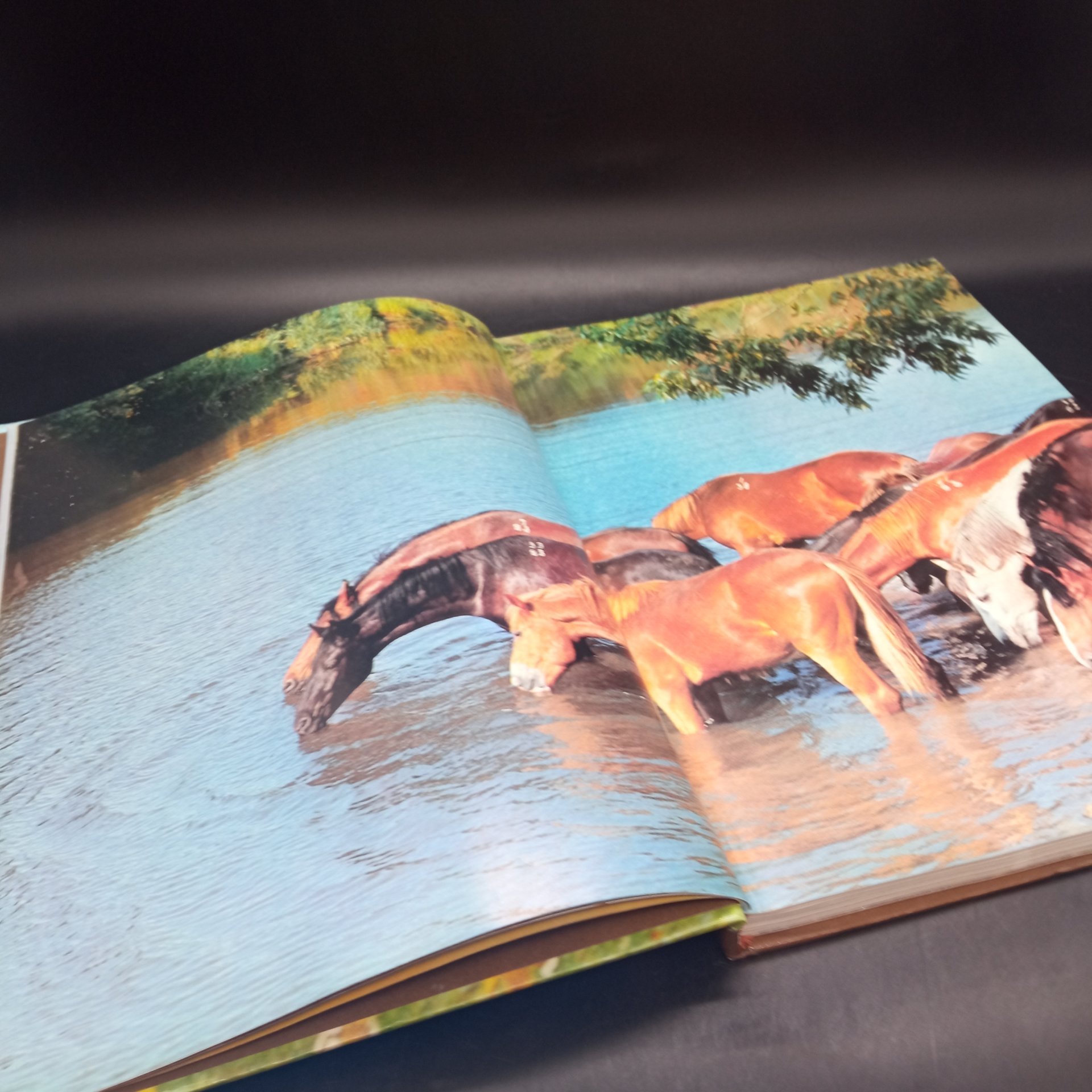 Книга "Коневодство и коннозаводство России", Камбегов Б.Д., Росагропромиздат, бумага, печать, СССР, 1988 г.