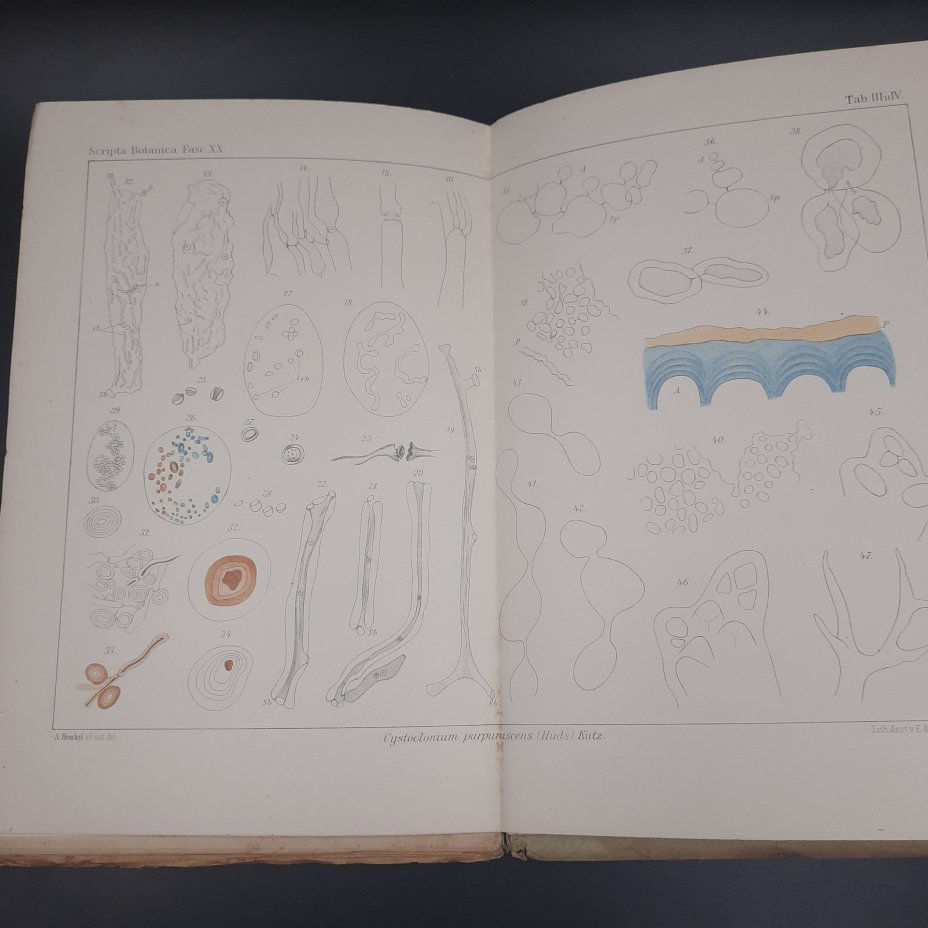 Бекетов А.Н., Гоби Хр. "Ботанические записки, издаваемые при Ботаническом саде Императорского Санкт-Петербургского университета", выпуск 20