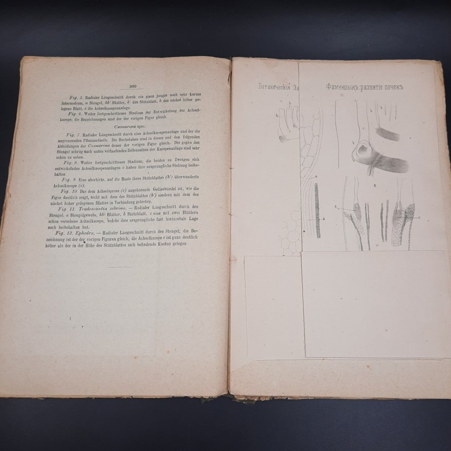 Бекетов А.Н., Гоби Хр. "Ботанические записки, издаваемые при Ботаническом саде Императорского Санкт-Петербургского университета", выпуск 2