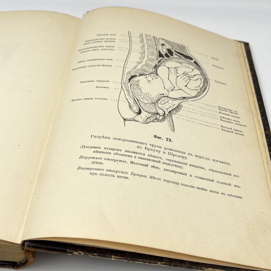 Август Форель "Половой вопрос", выпуск 1, бумага, печать, кожа, тиснение, Издание А.С. Суворина, Российская империя, 1906 г.