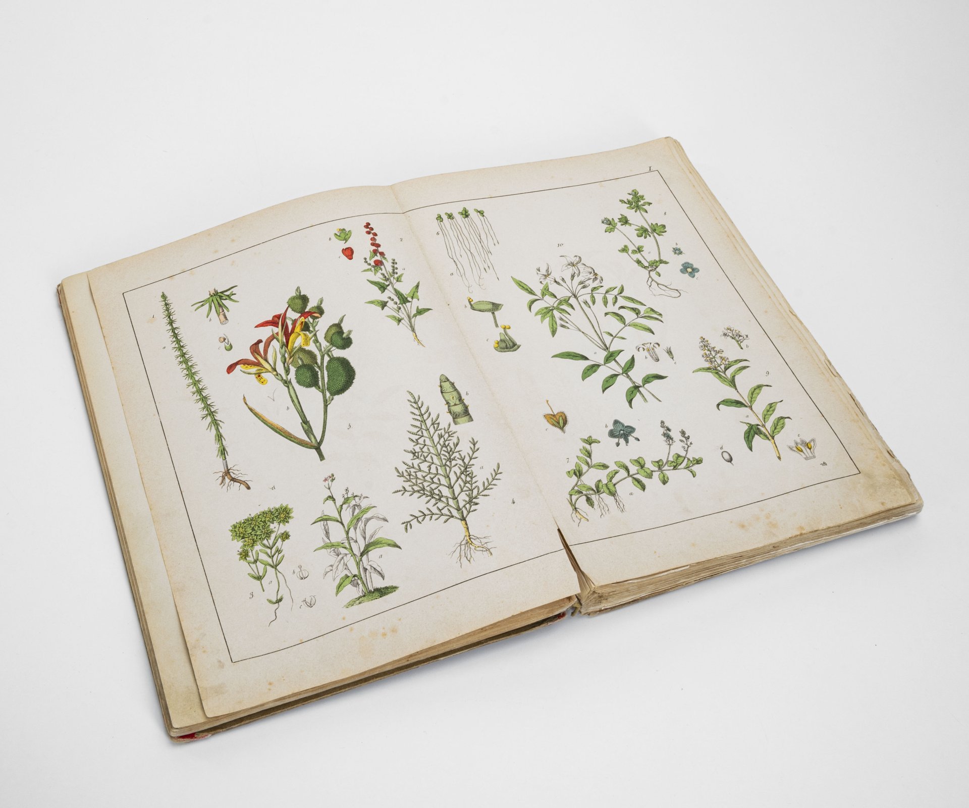 Альбом иллюстрированный на французском языке "Histoire naturelle illustrée. Végétaux", автор текста - Moritz Willkomm