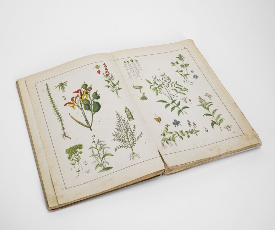 Альбом иллюстрированный на французском языке "Histoire naturelle illustrée. Végétaux", автор текста - Moritz Willkomm