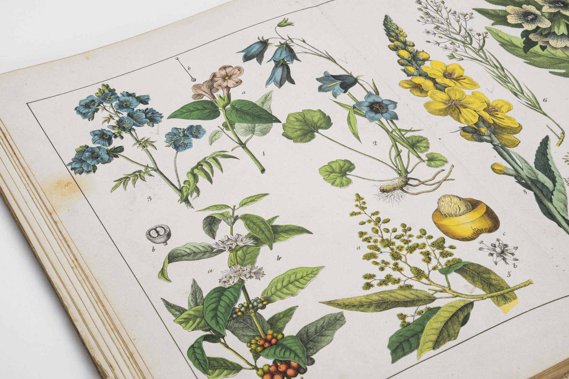 Альбом иллюстрированный на французском языке "Histoire naturelle illustrée. Végétaux", автор текста - Moritz Willkomm