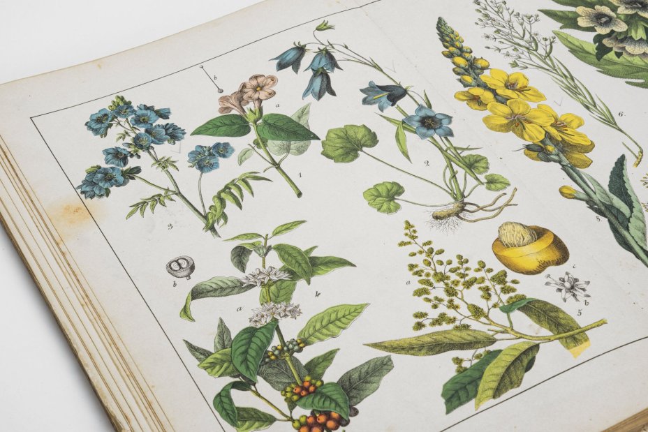 Альбом иллюстрированный на французском языке "Histoire naturelle illustrée. Végétaux", автор текста - Moritz Willkomm
