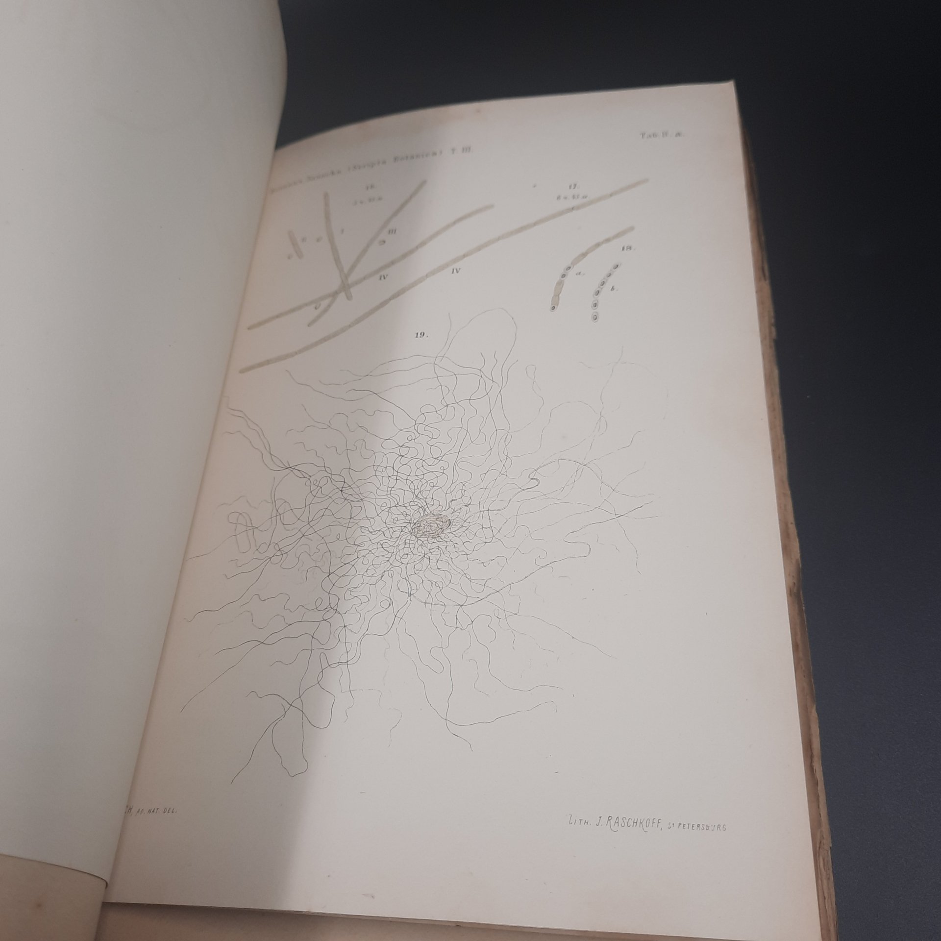 Бекетов А.Н., Гоби Хр. "Ботанические записки, издаваемые при Ботаническом саде Императорского Санкт-Петербургского университета", том III, выпуск 2