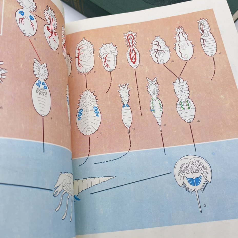 Книга "Жизнь животных", тома 3, 4, бумага, печать, Издательство «Просвещение», СССР, 1983-1984 гг.