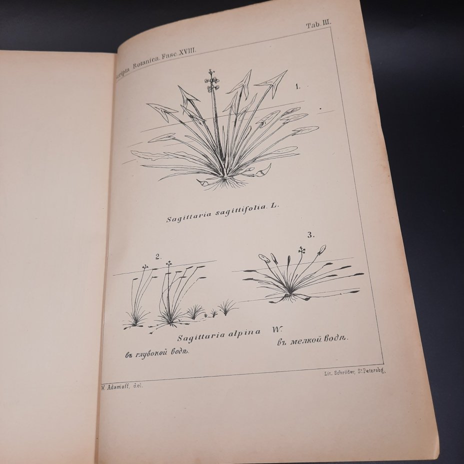Бекетов А.Н., Гоби Хр. "Ботанические записки, издаваемые при Ботаническом саде Императорского Санкт-Петербургского университета", выпуск 18