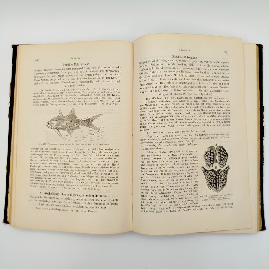 Книга "Руководство по ихтиологии" ("Handbuch der Ichthyologie") на немецком языке, автор Альберт К. Л. Г. Гюнтер (Albert C. L. G. Günther), издательство Druck und Verlag von Carl Gerold’s Sohn (Вена)