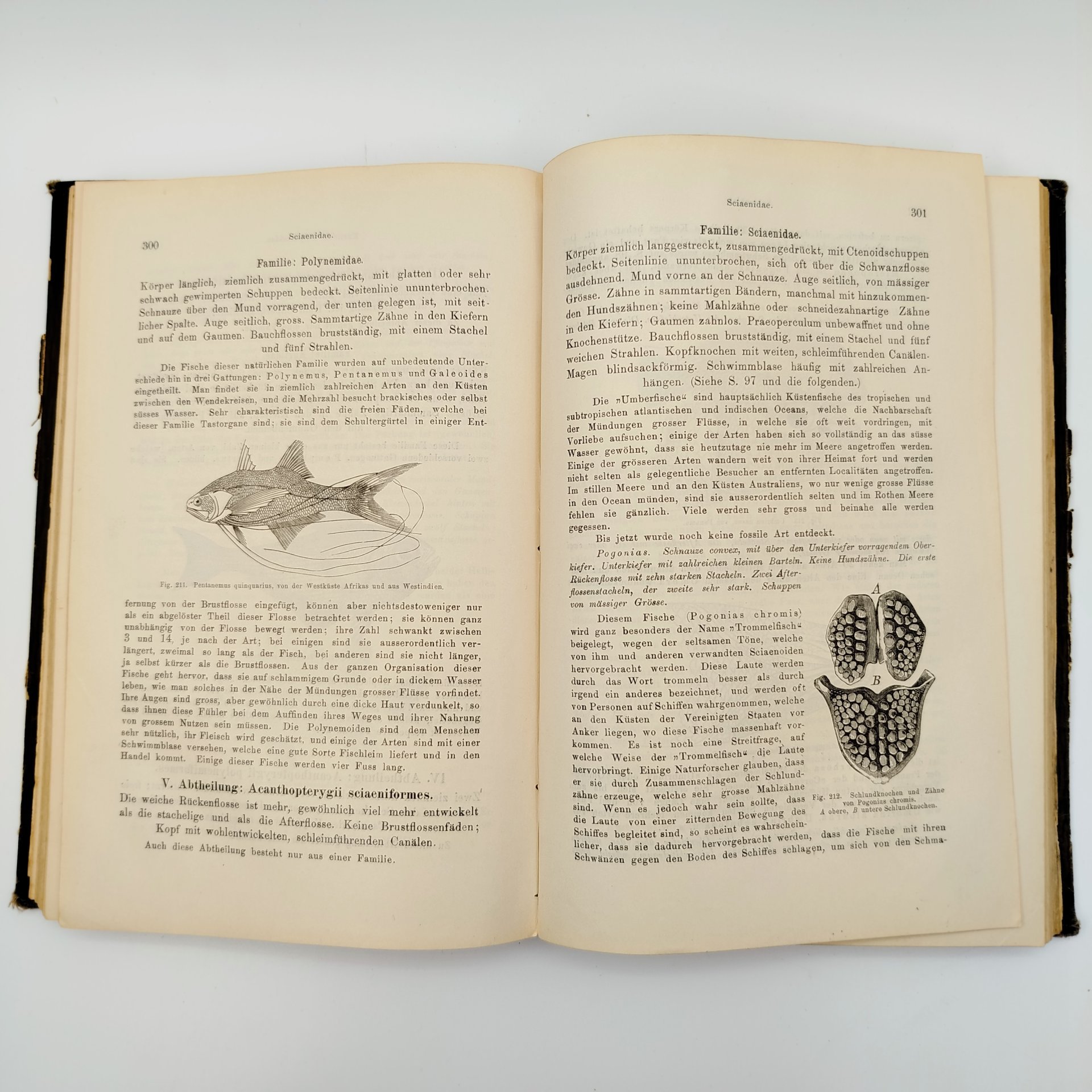 Книга "Руководство по ихтиологии" ("Handbuch der Ichthyologie") на немецком языке, автор Альберт К. Л. Г. Гюнтер (Albert C. L. G. Günther), издательство Druck und Verlag von Carl Gerold’s Sohn (Вена)